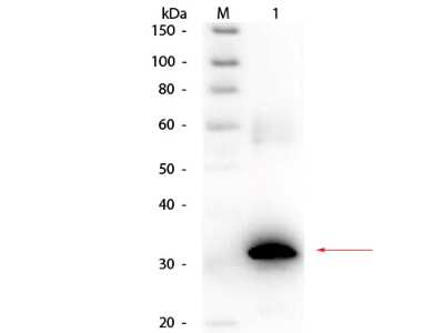 Western Blot: Carbonic Anhydrase II/CA2 Antibody [Biotin] [NB200-607] - Lane 1: Carbonic Anhydrase II. Load: 50 ng per lane. Primary antibody: Rabbit anti-Carbonic Anhydrase II Antibody Biotin Conjugated at 1:1,000 overnight at 4C. Secondary antibody: HRP streptavidin secondary antibody at 1:40,000 for 30 min at RT. Block: incubated with blocking buffer for 30 min at RT. Predicted/Observed size: 29 kDa, 32 kDa for Carbonic Anhydrase II.